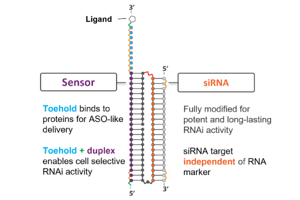 Structure of a single molecule showcasing the siRNA (CASi) platform.